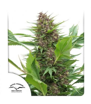 Frisian Duck (Dutch Passion)