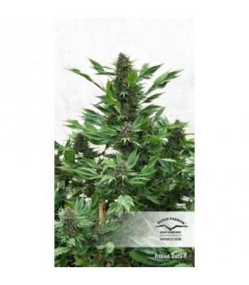 Frisian Duck (Dutch Passion)