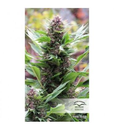 Frisian Duck (Dutch Passion)