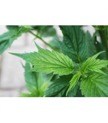 Frisian Duck (Dutch Passion)