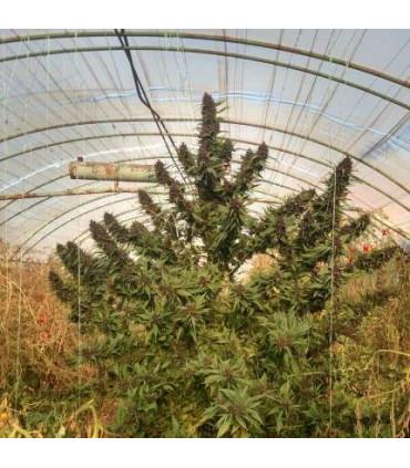 Frisian Duck (Dutch Passion)