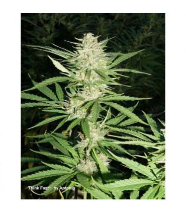 Think Fast (Dutch Passion)