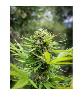 Think Fast (Dutch Passion)