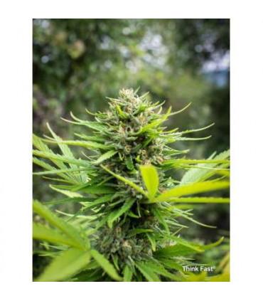 Think Fast (Dutch Passion)