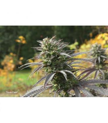 Think Fast (Dutch Passion)