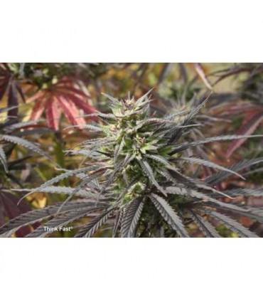 Think Fast (Dutch Passion)