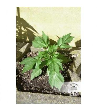 Auto Duck (Dutch Passion)