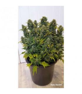 Auto Duck (Dutch Passion)