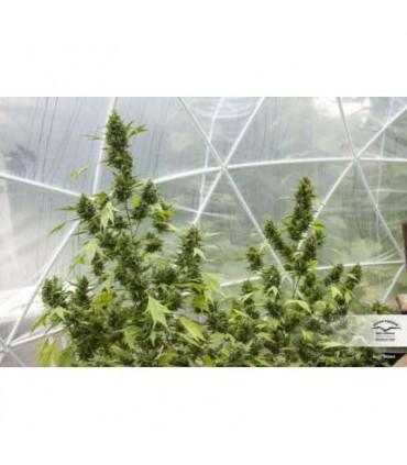 Auto Duck (Dutch Passion)