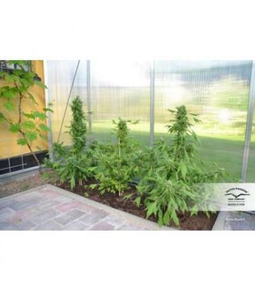 Auto Duck (Dutch Passion)