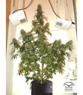 Auto Euforia (Dutch Passion)