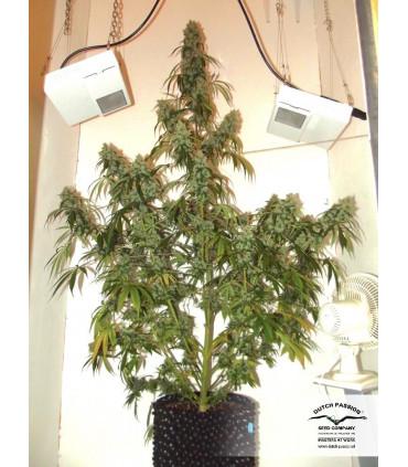 Auto Euforia (Dutch Passion)