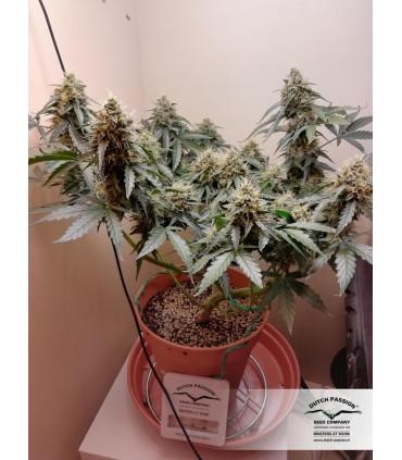 Auto Euforia (Dutch Passion)