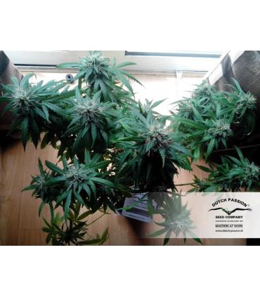 Auto Euforia (Dutch Passion)