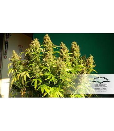 Auto Euforia (Dutch Passion)