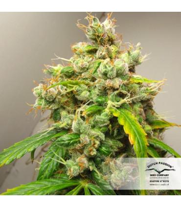 Auto Euforia (Dutch Passion)