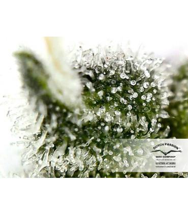 Auto Euforia Dutch Passion - Αυτόματοι Σπόροι Κάνναβης