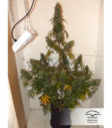 Auto Euforia (Dutch Passion)