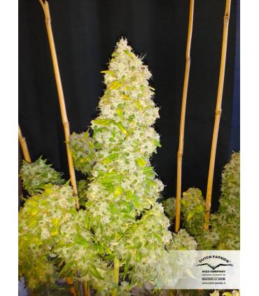 Auto Euforia (Dutch Passion)