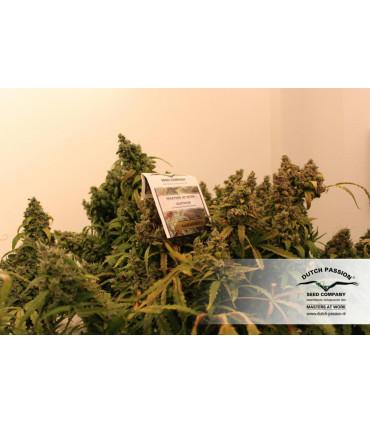 Auto Euforia (Dutch Passion)