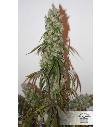 Auto Euforia (Dutch Passion)