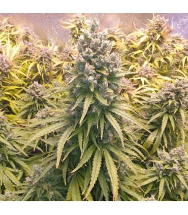 Lemon Kix Auto (Dutch Passion)