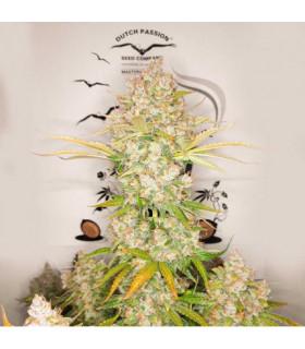 Lemon Kix Auto (Dutch Passion)