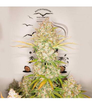 Lemon Kix Auto Dutch Passion - Αυτόματοι Σπόροι Κάνναβης