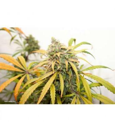 Lemon Kix Auto Dutch Passion - Αυτόματοι Σπόροι Κάνναβης