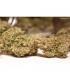 Lemon Kix Auto Dutch Passion - Αυτόματοι Σπόροι Κάνναβης