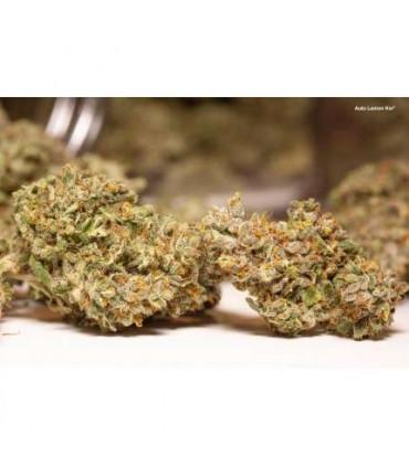Lemon Kix Auto Dutch Passion - Αυτόματοι Σπόροι Κάνναβης