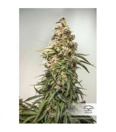 CBD Auto Charlotte's Angel Dutch Passion - Αυτόματοι Σπόροι CBD
