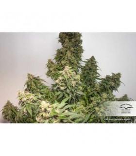 CBD Auto Charlotte's Angel (Dutch Passion)