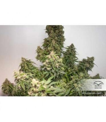 CBD Auto Charlotte's Angel (Dutch Passion)