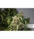 CBD Auto Charlotte's Angel Dutch Passion - Αυτόματοι Σπόροι CBD