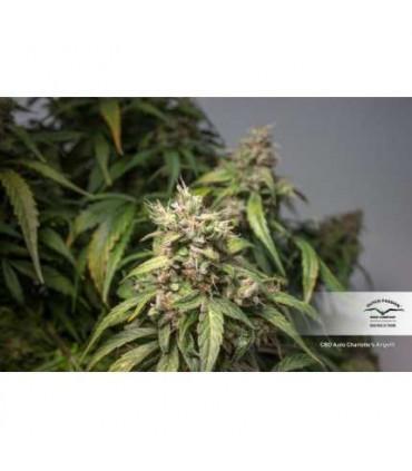 CBD Auto Charlotte's Angel Dutch Passion - Αυτόματοι Σπόροι CBD
