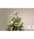 CBD Auto Charlotte's Angel Dutch Passion - Αυτόματοι Σπόροι CBD