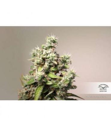 CBD Auto Charlotte's Angel (Dutch Passion)