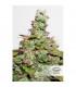 CBD Auto Compassion Lime Dutch Passion - Αυτόματοι Σπόροι CBD