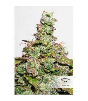 CBD Auto Compassion Lime Dutch Passion - Αυτόματοι Σπόροι CBD