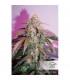 CBD Auto Compassion Lime Dutch Passion - Αυτόματοι Σπόροι CBD