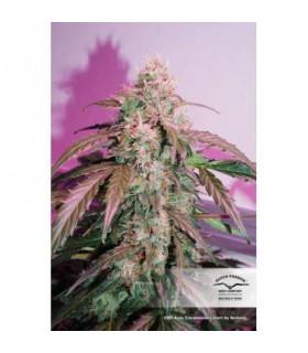 CBD Auto Compassion Lime