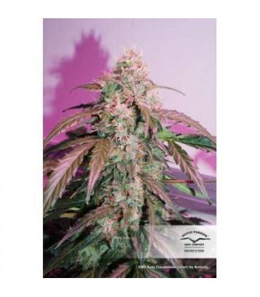 CBD Auto Compassion Lime Dutch Passion - Αυτόματοι Σπόροι CBD