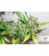 CBD Auto Compassion Lime Dutch Passion - Αυτόματοι Σπόροι CBD