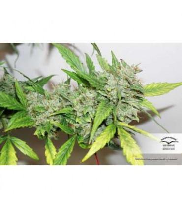 CBD Auto Compassion Lime Dutch Passion - Αυτόματοι Σπόροι CBD