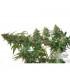 CBD Auto Compassion Lime Dutch Passion - Αυτόματοι Σπόροι CBD