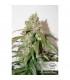 CBD Auto White Widow Dutch Passion - Αυτόματοι Σπόροι CBD