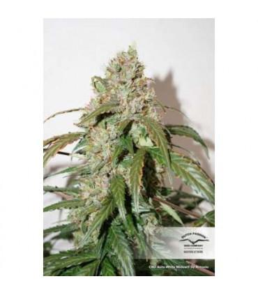 CBD Auto White Widow Dutch Passion - Αυτόματοι Σπόροι CBD
