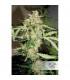 CBD Auto White Widow Dutch Passion - Αυτόματοι Σπόροι CBD