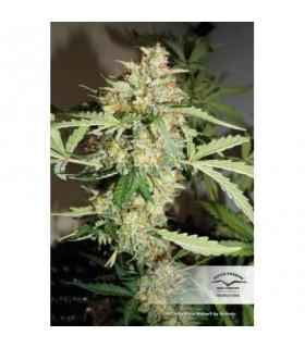 CBD Auto White Widow (Dutch Passion)